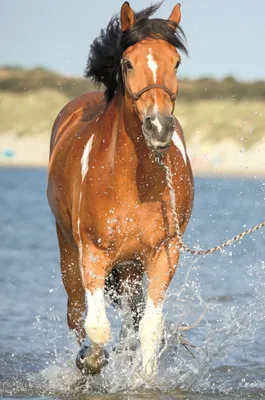 Produktbild von TREFL Horse World Puzzle: Erfrischung im Fluss 54 Teile