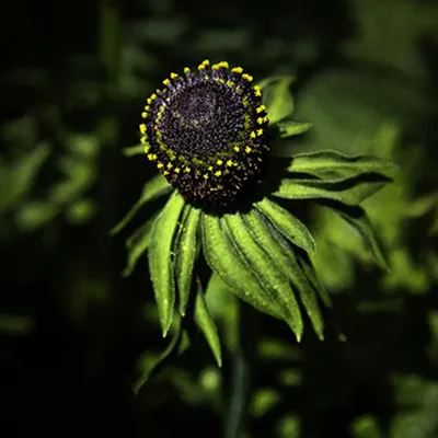 Produktbild von 6 x Sonnenhut - Rudbeckia occidentalis 'Green Wizard' | Topf 9cm x 9cm