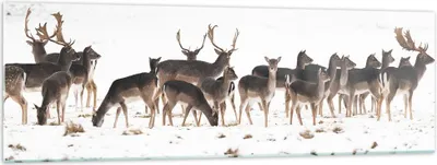 Produktbild von Bilder auf glas - Hirsch Winter Tierwelt Landschaft - 160x50cm - Glasbilder - Wandbilder - Kunstdruck - Wanddekoration aus Glas - Glas Bilder - Wandbild auf Glas - GAB160x50-3144