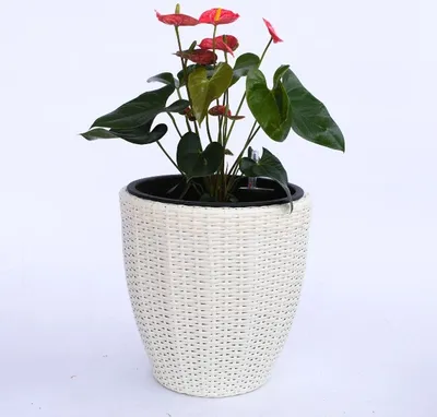 Produktbild von Elegant Einrichten | Pflanzkübel | Polyrattan | rund konisch | D30xH30cm | creme weiß.