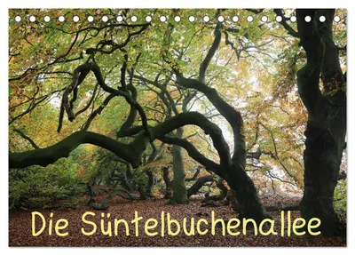 Produktbild von Die Süntelbuchenallee (Tischkalender 2027 DIN A5 quer), CALVENDO Monatskalender