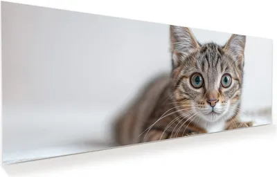 Produktbild von Glasbild 100x40cm in XXL für Wohnzimmer, Schlafzimmer Motiv Süße Kleine Katze