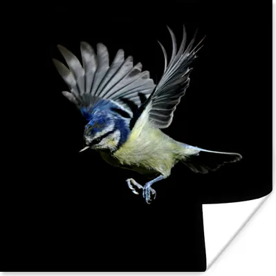 Produktbild von MuchoWow® Poster Blaumeise - Vogel - Schwarz 75x75 cm - Wand Dekoration