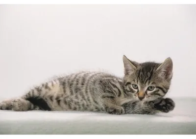 Immagine prodotto di L„ufer Schreibunterlage Katze grau, 400 x 530 mm