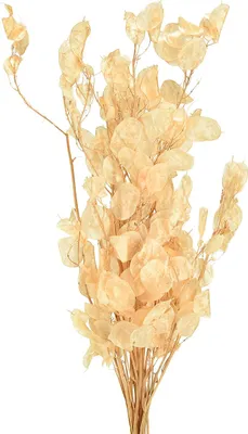 A bunch of dried Lunaria flowers, also known as honesty or silver dollar plant, against a white background.