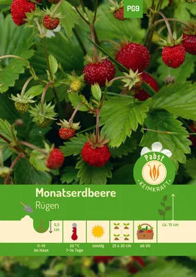 Artikelbild 1 von 'Monatserdbeere Rügen' aus der Kategorie Erdbeersamen