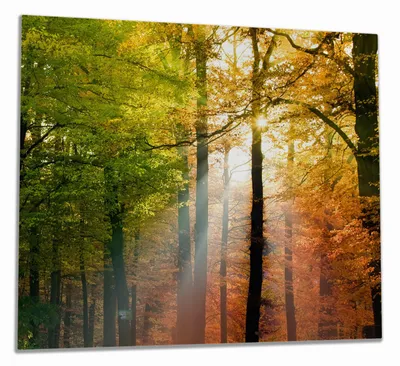 Produktbild von Wallario Herdabdeckplatte aus Glas, Größe 60 x 52 cm 1-teilig, Motiv Sonnenuntergang im Herbstwald