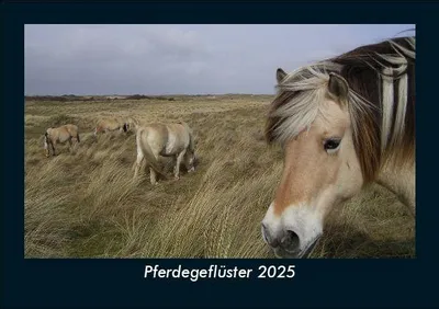 Produktbild von Pferdegeflüster 2025 Fotokalender DIN A5