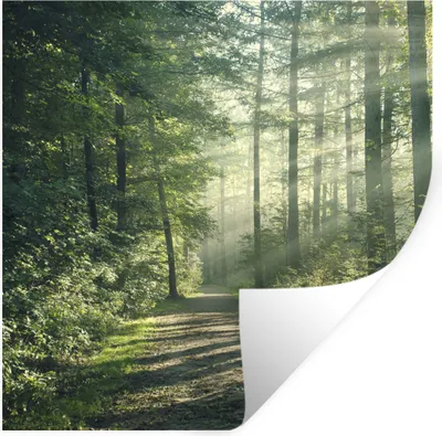 Produktbild von MuchoWow® Wandtattoo Wandsticker Wandaufkleber Wald - Weg - Sonne - Bäume - Grün - Natur 100x100 cm Selbstklebend und Repositionierbar - Wierderverwendbar - Selbstklebend