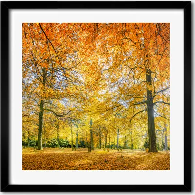 Produktbild von Bild - 50 cm x 50 cm - MDF - Rahmen, Wandkunst - Herbstwald