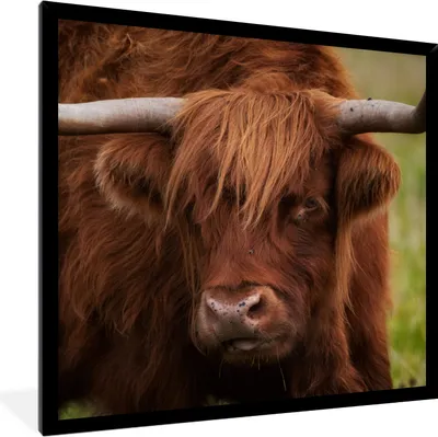 Produktbild von MuchoWow® Gerahmtes Poster Schottischer Highlander - Orange - Tiere 40x40 cm - Poster mit Schwarzem Bilderrahmen Wandposter Rahmen Foto Bilder - Mit Rahmen - Wanddekoration Schlafzimmer