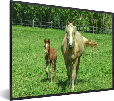 Produktbild von MuchoWow® MuchoWow® Gerahmtes Poster Pferd - Fohlen - Tiere 80x60 cm - Poster mit zchwarzem Bilderrahmen - Schwarzem - Mit Gestell