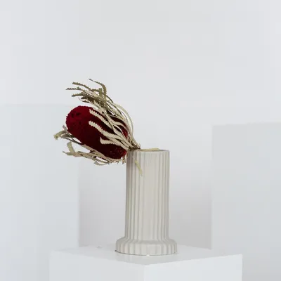 Immagine prodotto di Banksia - Fiore secco essiccato (circa 30cm) - Esotico fiore di protea in