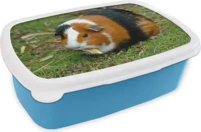 Produktbild von KitchenYeah® Lunchbox Brotzeit Brotdose 17x11 cm Meerschweinchen draußen Kinder Brotzeitdose - Lunch - Kunststoff  - Brotbüchse - Sandwichbox - Lunchbox für Kinder