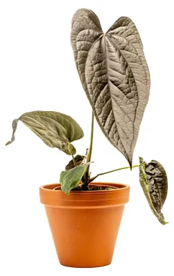 Obrázek produktu pro Gardners Anthurium Queen of Hearts, průměr 12 cm