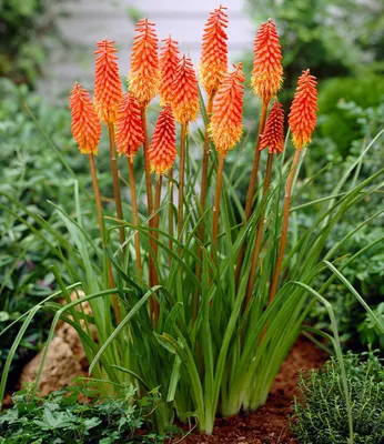Produktbild von BALDUR Garten 1x Kniphofia 'Alcazar', Knolle in Größe I , attraktiver Dauerblüher, Blüten wie leuchtende Fackeln, bienenfreundlich, mehrjährig, winterhart & pflegeleicht