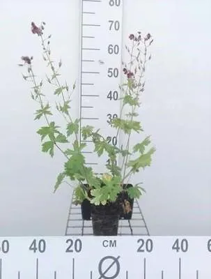Zdjęcie produktu dla 6 x Geranium phaeum - Cranesbill - doniczka 9 x 9 cm
