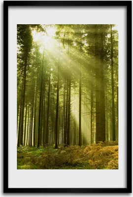 Produktbild von Bild - Bilderrahmen - 40 cm x 60 cm - MDF - Rahmen - Wandkunst - Sonne im Wald