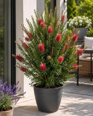 Produktbild von Callistemon Captain Cook 80-100 cm | Zylinderputzer | Pfeifenputzerstrauch | Australischer Flaschenbürstenstrauch | Rote Blüten