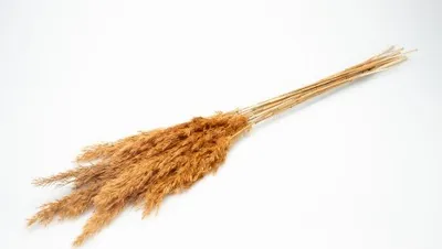 Produktbild von Pampasgras getrocknet ca. ±70cm 6 Stück in Natur und gefärbt wählbar, Farbe:Taupe