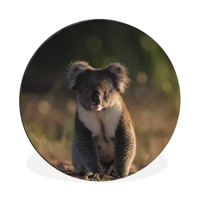 Produktbild von MuchoWow® Aluminium Wandkreis Koala - Sonne - Tier - Kinder - Jungen - Mädchen Ø 30 cm Wanddeko Modern Wohnzimmer - Wand Bild - Wohnzimmer - Runde Bilder - Alubilder - Kunst für zu Hause - Aluminium - Wanddekoration