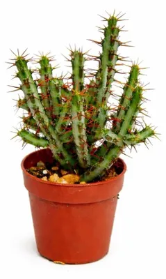 Obrázek produktu pro Euphorbia aeruginosa – pryšec – malá rostlina v květináči o průměru 5,5 cm