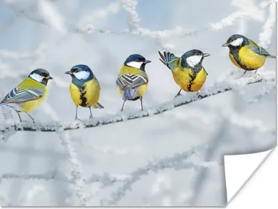 Produktbild von MuchoWow® Poster Vogel - Kohlmeise - Winter - Schnee - Zweige 160x120 cm - Foto Plakat