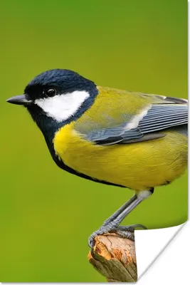 Produktbild von MuchoWow® Poster Vogel - Kohlmeise - Tiere - Grün 120x180 cm - Kunstposter