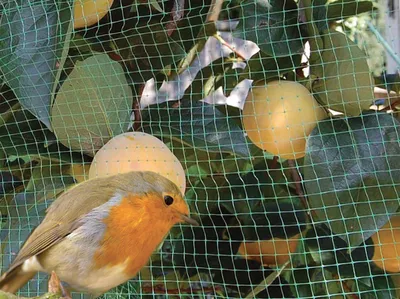 Obrázek produktu pro SÍŤ PROTI PTÁKŮM CARDINALE 2 x 5 m – zelená barva