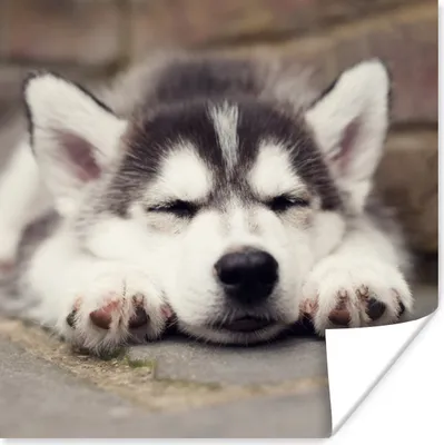 Produktbild von MuchoWow® Poster Husky-Welpe schläft 50x50 cm - Wohnzimmerdekoration