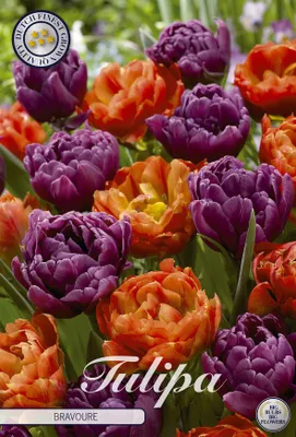 Artikelbild 2 von 'Tulpe Bravoure (10 Stück)' aus der Kategorie Tulpenzwiebeln