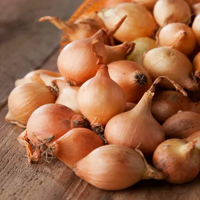 Immagine prodotto di Cipolla Dymka da piantare Stuttgarter Gialla Taglia 10-21 0,5 kg resistente