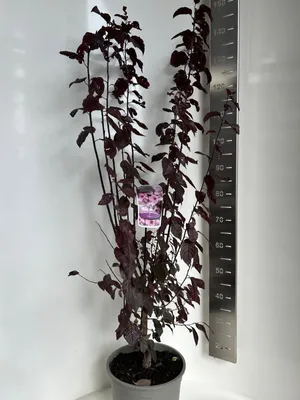 Immagine prodotto di Prunus cerasifera 'Nigra' - Ciliegio ornamentale | 100-120 cm in vaso