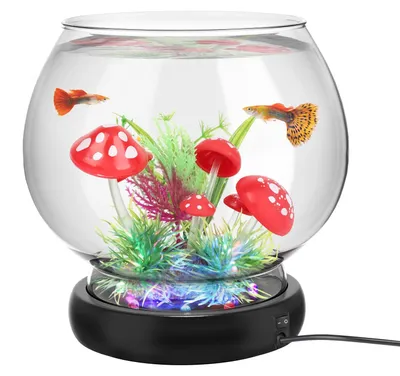 Aquarium mit LED-Beleuchtung, 2 Liter, Glas, Weiß