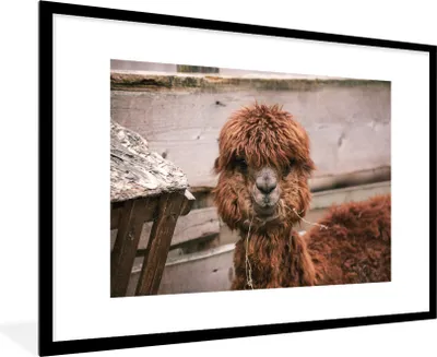 Produktbild von MuchoWow® MuchoWow® Gerahmtes Poster Alpaka - Tiere - Fell 90x60 cm - Poster mit zchwarzem Bilderrahmen - Wanddekoration - Fotos