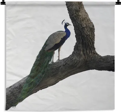 Produktbild von MuchoWow® Wandteppich Wandbehang Pfau - Baum - Blau 120x120 cm Tapisserie Dekoration Wandtuch - Modern - Baumwollgewebe