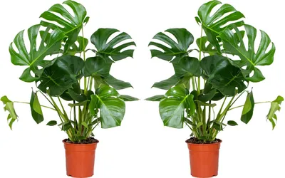 Zdjęcie produktu dla Bloomique - Zestaw 2 szt. - Monstera Deliciosa - Roślina serowa szwajcarska - Rośliny doniczkowe - Oczyszczające powietrze - Łatwe w utrzymaniu - Wysokość 70-80 cm - Doniczka 21 cm