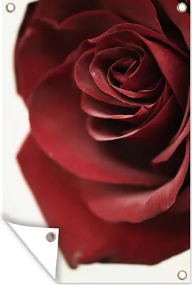 Produktbild von MuchoWow® 80x120 cm Outdoor-Poster Gartendeko Sichtschutz Garten Poster für den Garten  Blumen - Rose - Rot