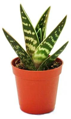 Obrázek produktu pro Aloe variegata – Aloe vera – tygří aloe – středně velká rostlina v květináči o průměru 8,5 cm