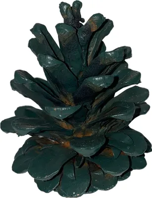 Produktbild von 10 Tannenzapfen verschiedene Größen 4-10 cm grün
