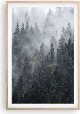 Produktbild von Gerahmtes Poster - Rahmen in heller Eiche - Wald Baum Natur - 61x91,5 cm - Wand Bild - Wanddeko - Wandbilder - Kunstposter - Wandposter - Bilderrahmen - Bilder - Kunstdruck - Wandbild P2NPA61x91-4074