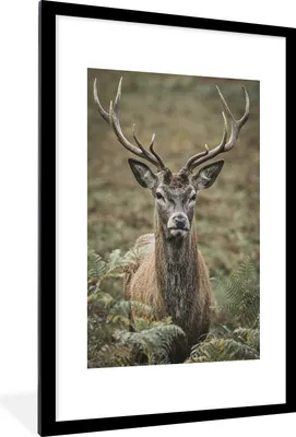 Produktbild von MuchoWow® MuchoWow® Gerahmtes Poster Hirsche - Geweihe - Blätter 60x90 cm - Poster mit zchwarzem Bilderrahmen - Dekoration - Wandposter Wohnzimmer - Hochwertig