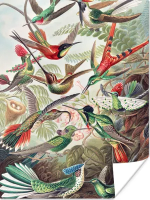 Produktbild von MuchoWow® Poster Kolibri - Vintage - Ernst Haeckel - Vogel - Kunst - Natur 30x40 cm - Wandplakat - Poster Kinderzimmer