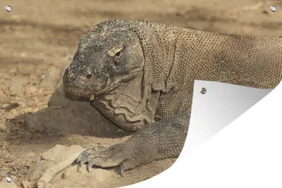 Produktbild von MuchoWow® 90x60 cm Outdoor-Poster Gartendeko Sichtschutz Garten Poster für den Garten Komodowaran in der Morgensonne