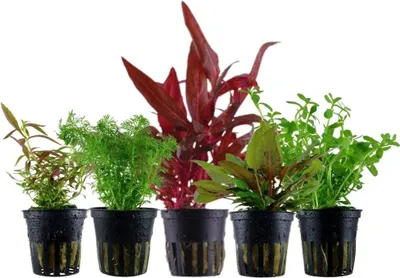 Produktbild von Pflanzen Set mit 5 Mittelgrund Topf Aquarium Wasserpflanzen AquaOne Nr.206