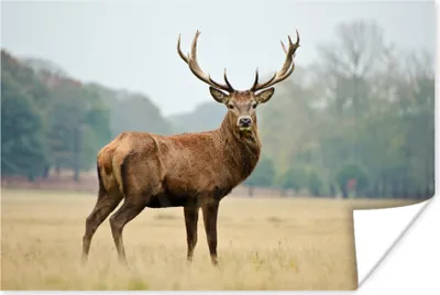 Produktbild von MuchoWow® Poster Hirsche - Tiere - Geweihe 60x40 cm - Schlafzimmerdekoration