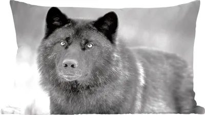 Produktbild von MuchoWow® Zierkissen Sofakissen Wohnzimmer Dekokissen 50x30 cm Schwarzer Wolf in Schwarz und Weiß - Wohnzimmerdekoration - Polster mit Photo