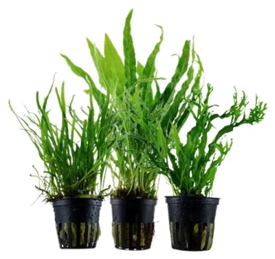 Produktbild von Pflanzen Set mit 3 Javafarn Microsorum Aquarium Wasserpflanzen AquaOne Nr.132