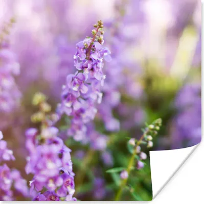 Produktbild von MuchoWow® Poster Nahaufnahme von ganzem Lavendel in einem Feld 50x50 cm - Wohnzimmerdekoration