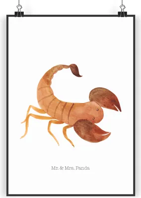 Produktbild von Mr. & Mrs. Panda Bild Sternzeichen Skorpion Classic DIN A4 - Weiß - Geschenk, drucke, Geburtstag November, Oktober, Skorpione, Deko, Wandbild, wanddeko, Plakat